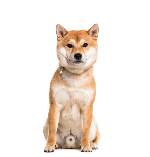 Cane Shiba Inu seduto