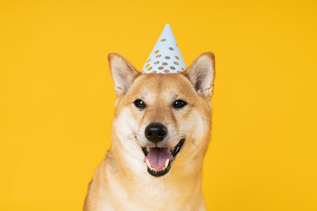 Cane Shiba Inu su sfondo giallo Compleanno del cane