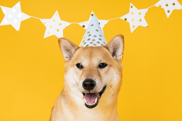 Cane Shiba Inu su sfondo giallo Compleanno del cane