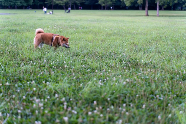 Cane Shiba Inu sull'erba verde Cane Shiba Inu in posa all'aperto sdraiato su un prato verde