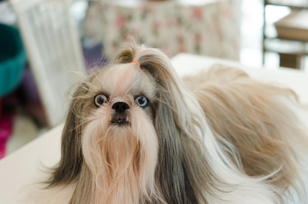 Cane Shih Tzu