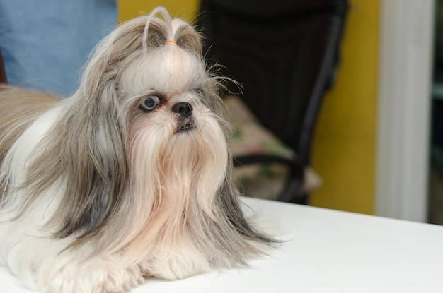 Cane Shih Tzu