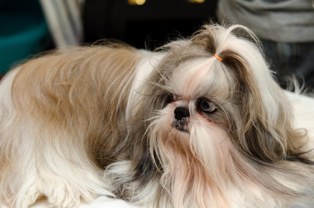 Cane Shih Tzu
