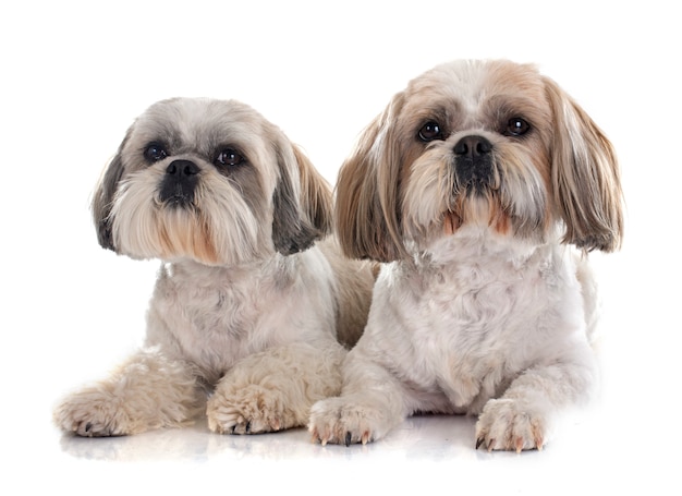 Cane Shih Tzu