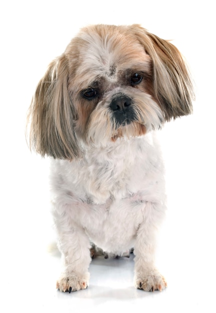 Cane Shih Tzu