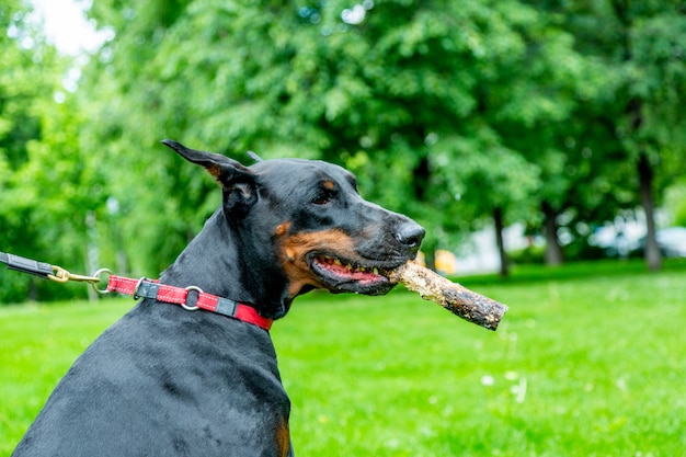 Cane si siede sull'erba con un bastone in bocca