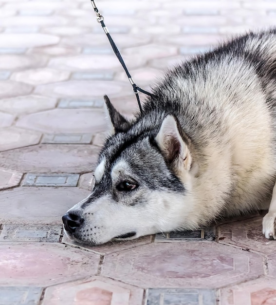 Cane siberiano in città