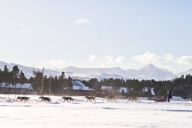 cane slitta corsa inverno Norvegia neve