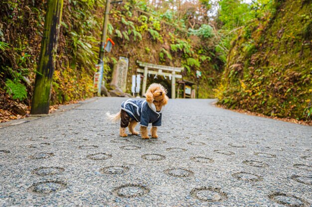 Cane smarrito