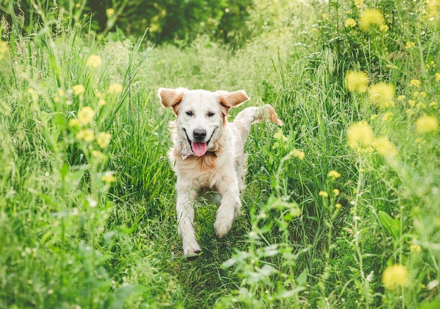 Cane sorridente che corre sulla natura attraverso la vegetazione in fiore