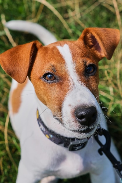 Cane sorridente pazzo jack russel terrier su erba verde