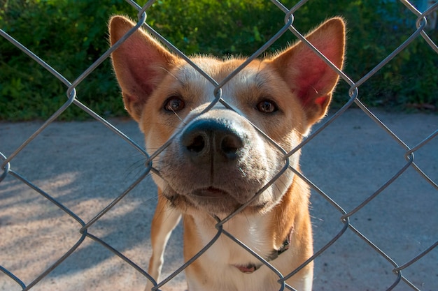 Cane sorridente sul recinto. Animale domestico felice