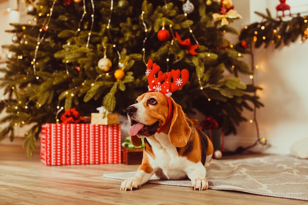 cane sotto l'albero di natale a casa, razza Beagle