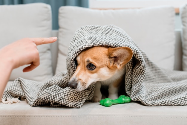 Cane sotto la coperta che è rimproverato