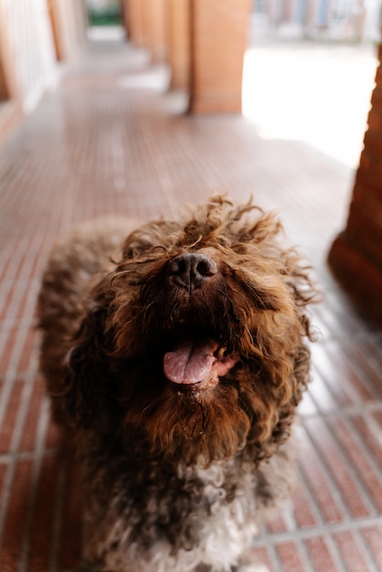 Cane spagnolo Spaniel in città