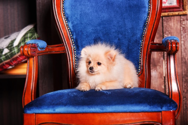 Cane spitz di Pomerania a casa