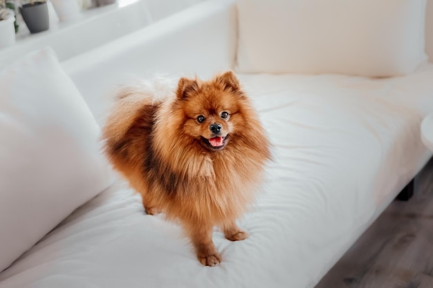 Cane spitz di Pomerania a casa