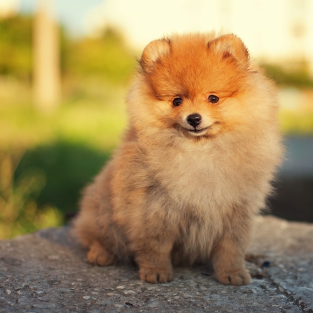 Cane Spitz nel parco