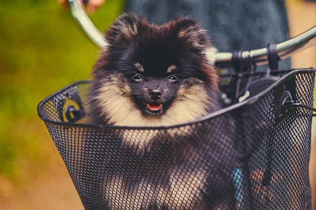 Cane Spitz nero e giallo in un canestro.