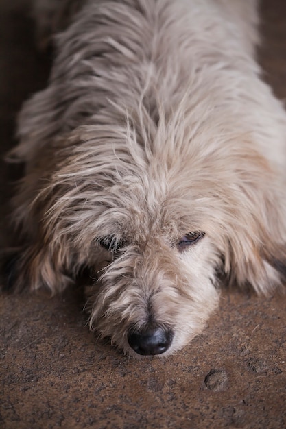 Cane sporco per strada