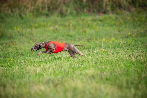 Cane sportivo che si esibisce durante il corso di esca in competizione