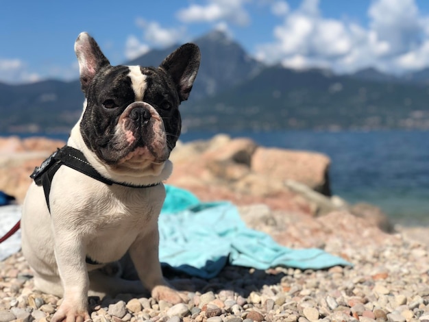 Cane su ciottoli sulla spiaggia