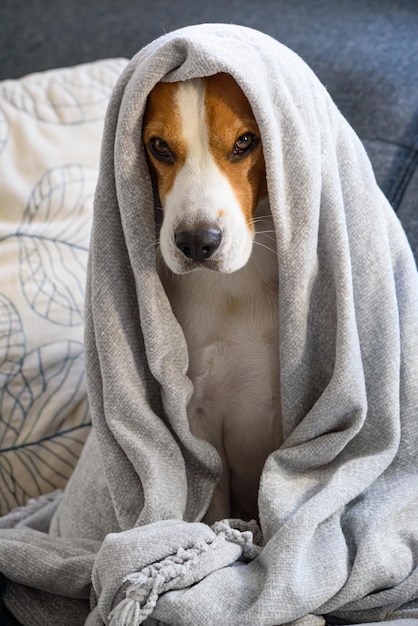 Cane su un divano sotto la coperta dopo l'asciugatura del bagno concetto di igiene del cane peloso