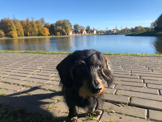 Cane su un lago