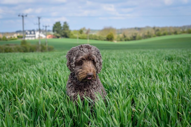 Cane sul campo