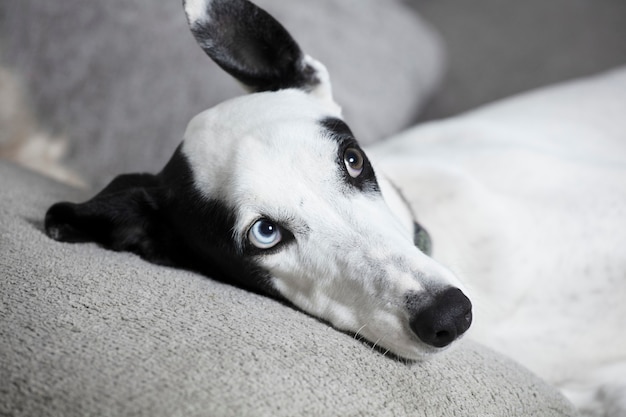 Cane sul divano. Greyhound a casa sulla morbida poltrona grigia