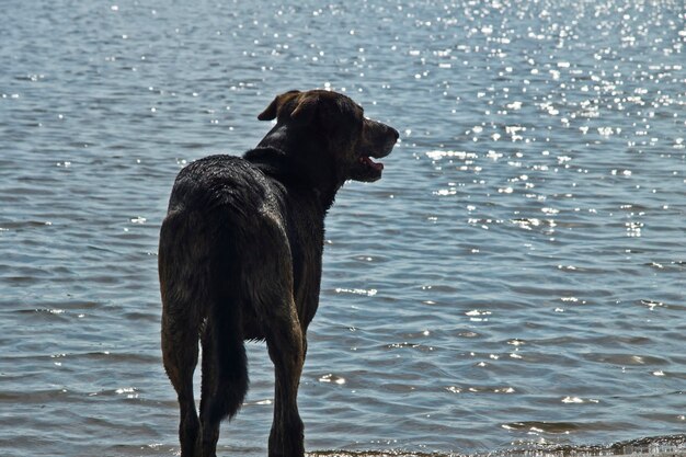 Cane sulla riva del mare