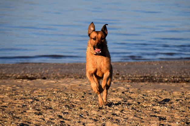 Cane sulla sabbia sulla spiaggia