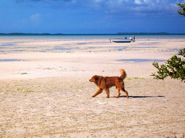 Cane sulla spiaggia contro il cielo