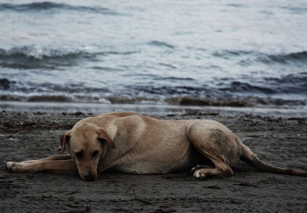 Cane sulla spiaggia, ora legale