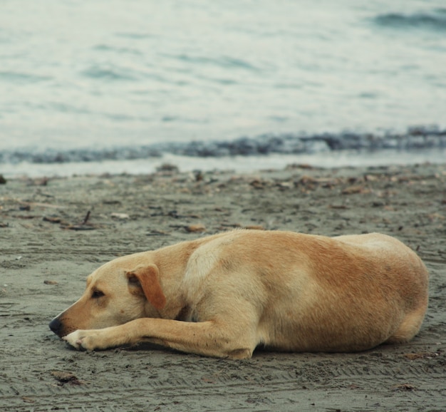 Cane sulla spiaggia, ora legale