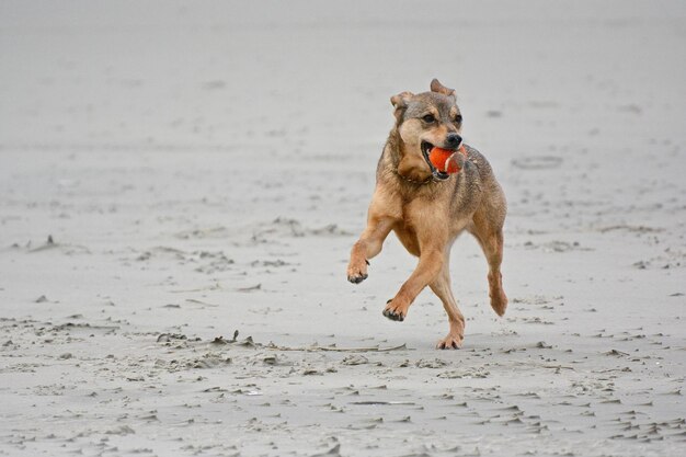 Cane sulla spiaggia