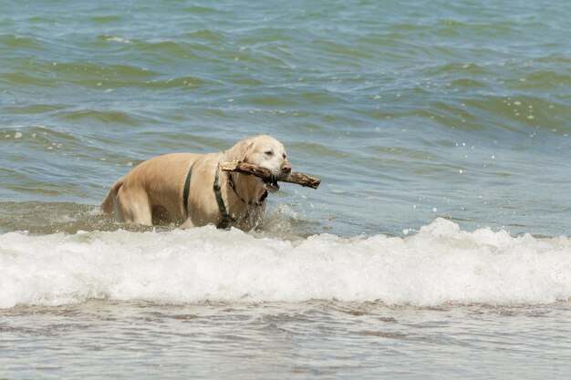 Cane sulla spiaggia