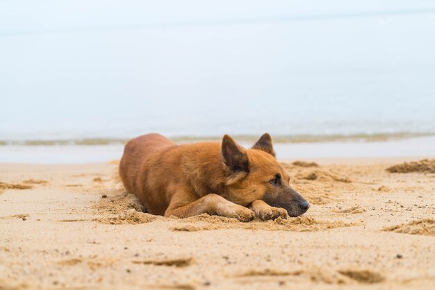 Cane sulla spiaggia