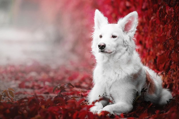 Cane sullo sfondo di foglie autunnali rosse