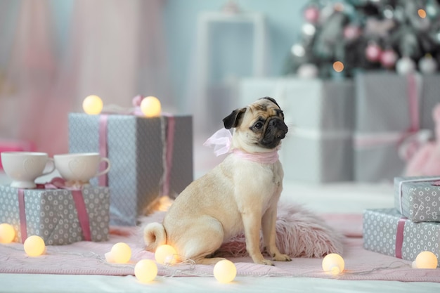 Cane sullo sfondo di lampadine accese e scatole imballate natalizie.