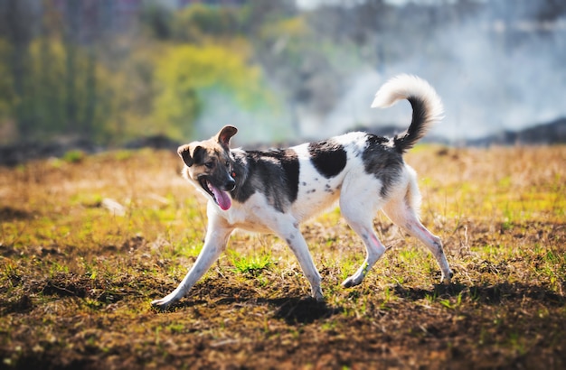 Cane sveglio che cammina su un campo