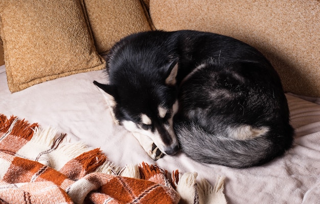 Cane sveglio che dorme su un letto sotto un plaid