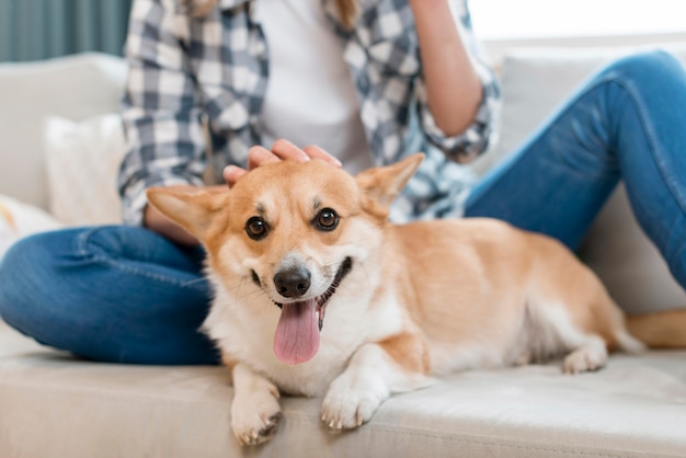 Cane sveglio che è animale domestico dalla donna sul divano