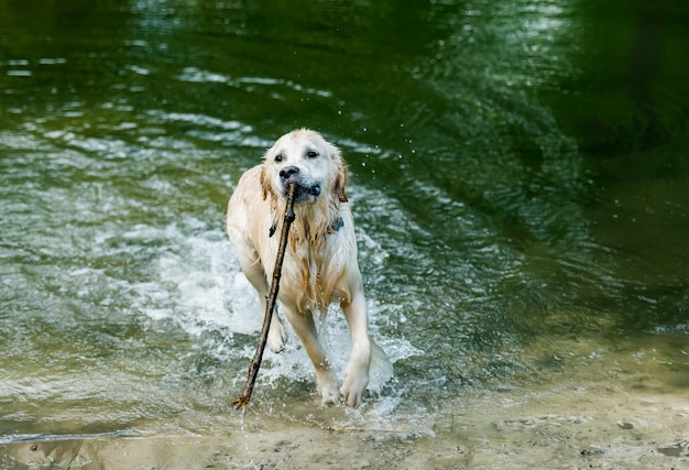 Cane sveglio che esaurisce lago