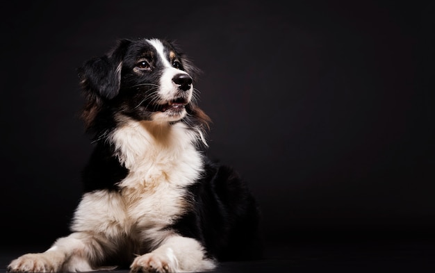 Cane sveglio che si siede con lo spazio della copia