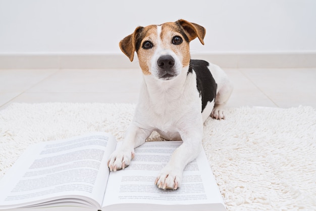 Cane sveglio che si trova con il libro aperto che guarda l&#39;obbiettivo