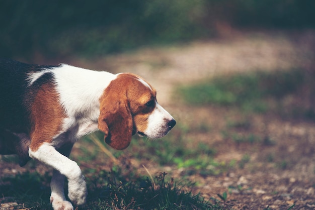 Cane sveglio dei cuccioli che corre nel prato.