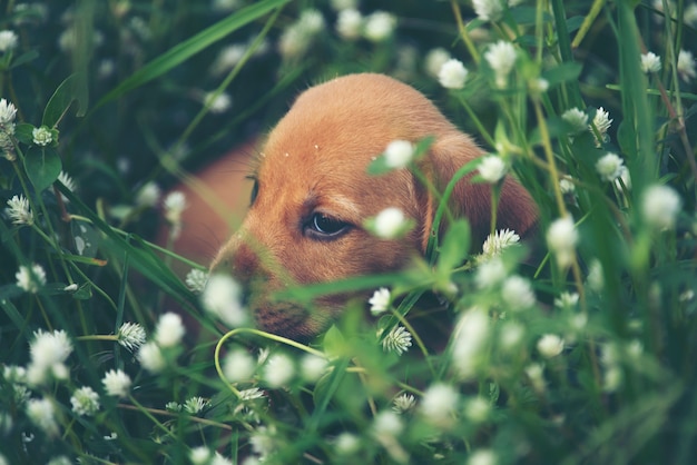 Cane sveglio dei cuccioli che corre nel prato.