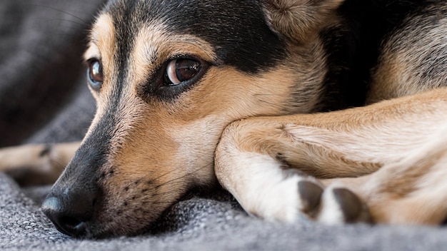 Cane sveglio del primo piano che si siede