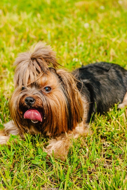 Cane sveglio dell&#39;Yorkshire terrier sull&#39;erba verde